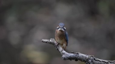 Kingfisher ya da Alcedo gibi. Avrasya Kingfisher Kuşu ılık mevsimde dalda oturuyor