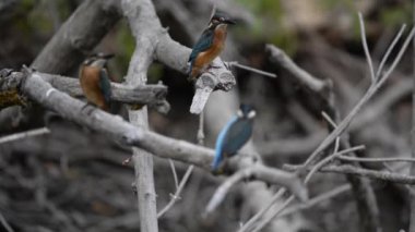 Kingfisher ya da Alcedo gibi. Avrasya Kingfisher Kuşu ılık mevsimde dalda oturuyor