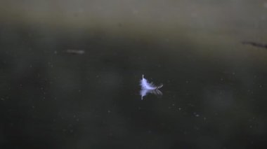 Güzel beyaz ışık tüyü nehrin karanlık turkuaz sularında yüzer..