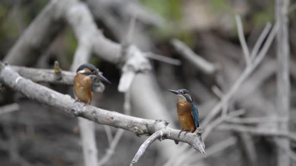 Kingfisher ya da Alcedo gibi. Avrasya Kingfisher Kuşu ılık mevsimde dalda oturuyor — Stok video