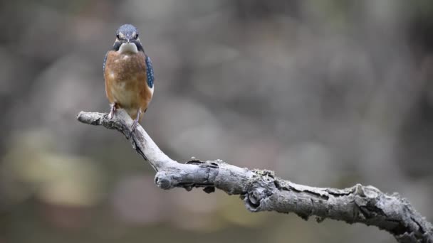 Wspólny Kingfisher lub Alcedo w tym. Eurazjatycki ptak Kingfisher siedzi na gałęzi w ciepłym sezonie — Wideo stockowe