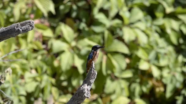 Kingfisher ya da Alcedo gibi. Avrasya Kingfisher Kuşu ılık mevsimde dalda oturuyor — Stok video