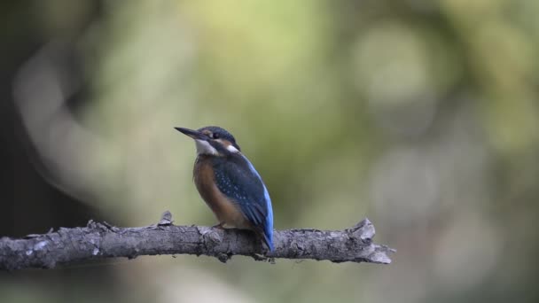 Common Kingfisher atau Alcedo dalam hal ini. Burung Kingfisher eurasia duduk di cabang dalam musim panas — Stok Video