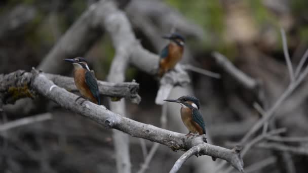 आम किंगफिशर या Alcedo atthis। यूरेशियन किंगफिशर पक्षी गर्म मौसम में शाखा पर बैठे — स्टॉक वीडियो