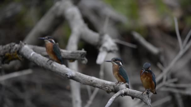 Kingfisher ya da Alcedo gibi. Avrasya Kingfisher Kuşu ılık mevsimde dalda oturuyor — Stok video