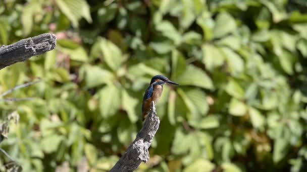 Wspólny Kingfisher lub Alcedo w tym. Eurazjatycki ptak Kingfisher siedzi na gałęzi w ciepłym sezonie — Wideo stockowe