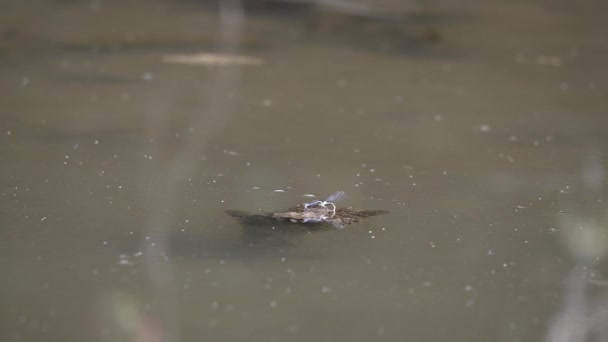 물 위에서 짝짓기를 하는 잠자리 — 비디오