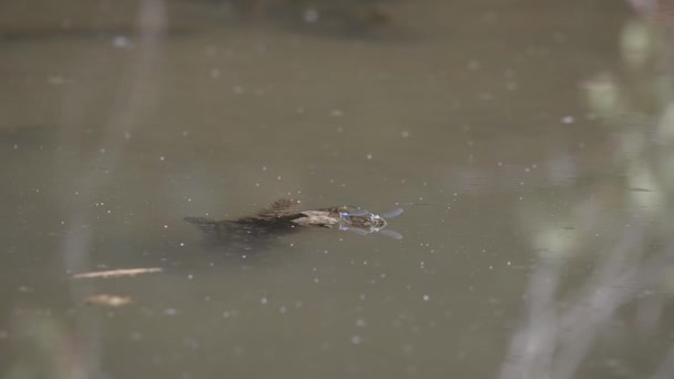 Dragonfly paring op een water — Stockvideo