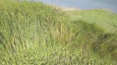 Kulübe, pusu, avcılar için barınak ya da kuş bilimci vahşi göçmen kuşları beklemek için bir göletin yakınında düzenlenir, av mevsimi açıktır, sonbahar, göç zamanı.