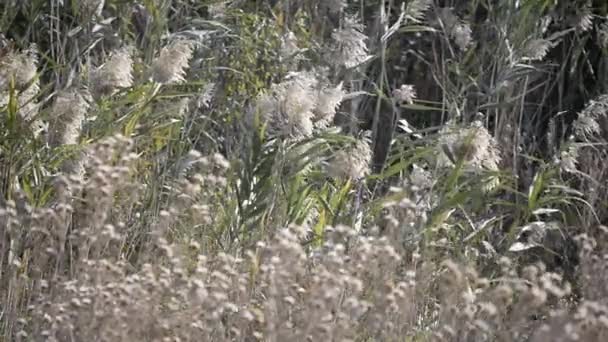 Caña Común Balanceándose Viento Cañas Secas Borde Del Río — Vídeos de Stock