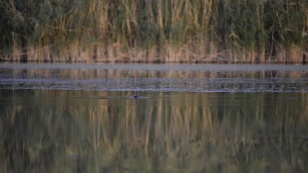 Oiseau Jeune Grèbe Crête Podiceps Cristatus Nage Sur Lac Soir — Video