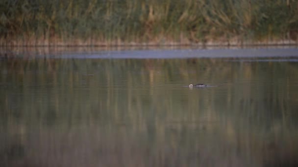 Burung Grebe Atau Cristatus Podiceps Berenang Danau Pada Malam Musim — Stok Video