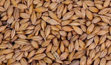 Arpa fasulye. Malt yakın çekim taneleri. Arpa arka plan çuval bezi üzerinde. Gıda ve tarım kavramı. Atlama. 