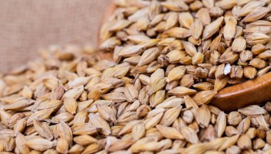 Arpa fasulye. Malt yakın çekim taneleri. Arpa arka plan çuval bezi üzerinde. Gıda ve tarım kavramı. Atlama. 