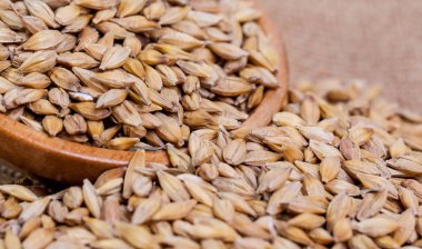 Arpa fasulye. Malt yakın çekim taneleri. Arpa arka plan çuval bezi üzerinde. Gıda ve tarım kavramı. Atlama. 