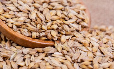 Arpa fasulye. Malt yakın çekim taneleri. Arpa arka plan çuval bezi üzerinde. Gıda ve tarım kavramı. Atlama. 