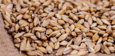 Arpa fasulye. Malt yakın çekim taneleri. Arpa arka plan çuval bezi üzerinde. Gıda ve tarım kavramı. Atlama. 