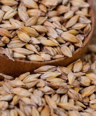 Arpa fasulye. Malt yakın çekim taneleri. Arpa arka plan çuval bezi üzerinde. Gıda ve tarım kavramı. Atlama. 