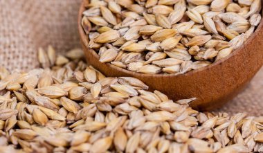 Arpa fasulye. Malt yakın çekim taneleri. Arpa arka plan çuval bezi üzerinde. Gıda ve tarım kavramı. Atlama. 