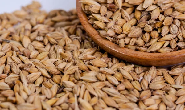 Gerstenbohnen Malzkörner Aus Nächster Nähe Gerste Auf Säckelgrund Ernährungs Und — Stockfoto