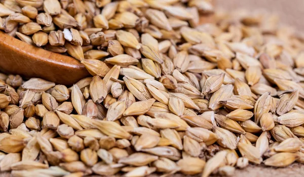 大麦の豆 クローズ アップ麦芽の穀物 解任の背景に大麦 食と農のコンセプトです ホップ — ストック写真