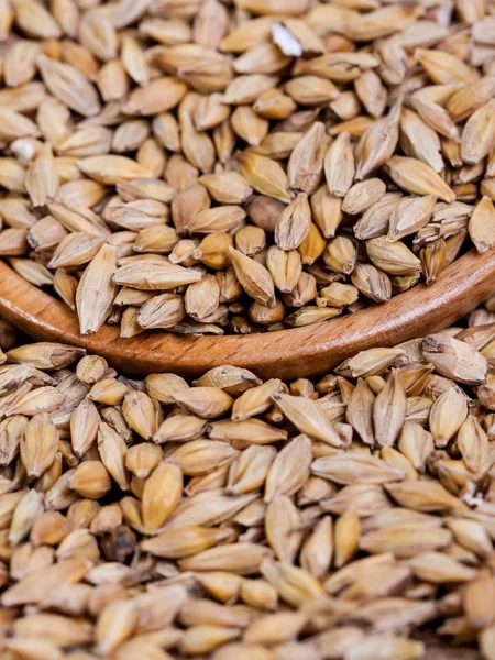 Gerstenbohnen Malzkörner Aus Nächster Nähe Gerste Auf Säckelgrund Ernährungs Und — Stockfoto