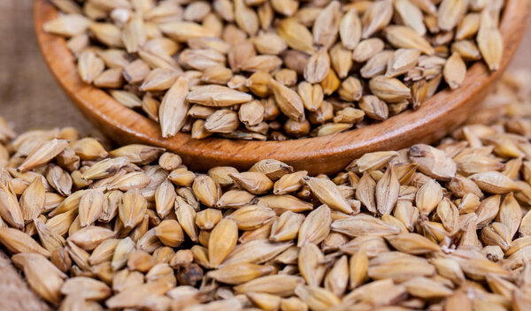 Barley beans. Grains of malt close-up. Barley on sacking background. Food and agriculture concept. Hops. 
