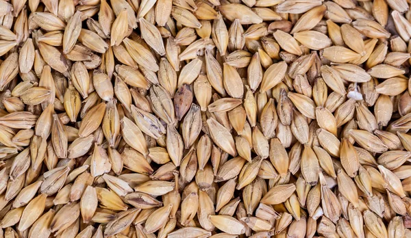 大麦豆 麦芽谷物特写镜头 大麦在解雇背景 粮食和农业概念 啤酒花 — 图库照片