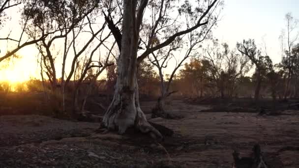Dry brown dusty Australian bushland, bright yellow sunset on horizon, pan left — Stock Video