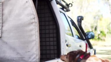 Köpek takip tasması takıyor, anten arabanın arkasına geçiyor, ağır çekimde.