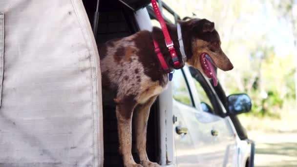 Caza perro usando rastreo GPS collar salta por detrás del coche, cámara lenta — Vídeo de stock