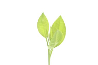 Beyaz arka planda Büyüyen Genç Bitki