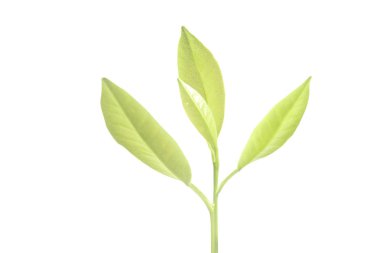 Beyaz arka planda Büyüyen Genç Bitki