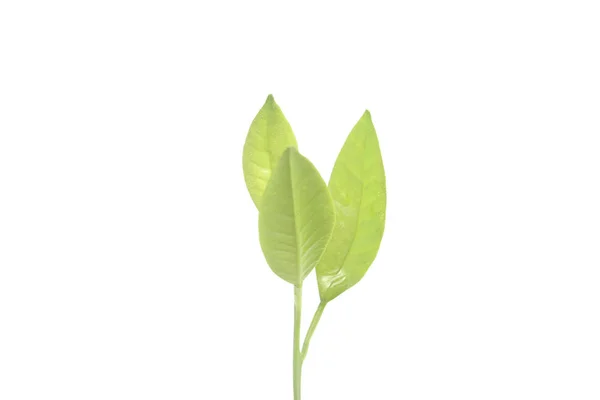 Junge Pflanze, die auf weißem Hintergrund wächst — Stockfoto