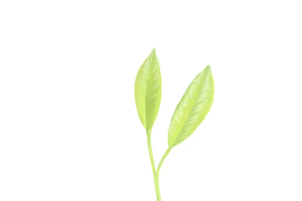 Jovem planta crescendo no fundo branco — Fotografia de Stock