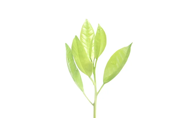 Junge Pflanze, die auf weißem Hintergrund wächst — Stockfoto