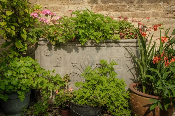 Large ornate lead planter against a stone wall and filled with Geraniums and surrounded by pots and other plants and flowers