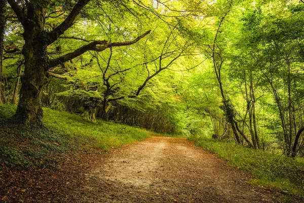 Pista Arbolada Debajo Del Denso Follaje Verde Bosque Goodwood Estate — Foto de Stock