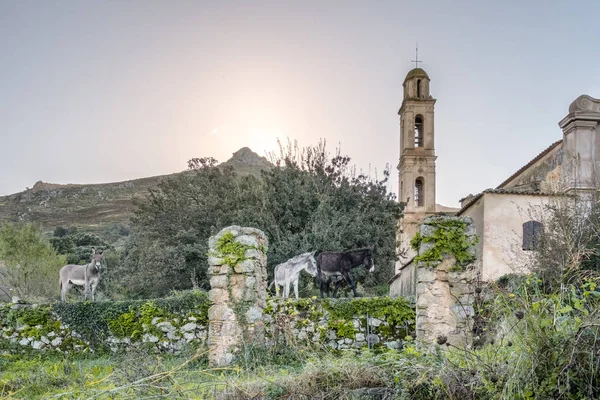 Three Donkeys Standing Bell Tower Ancient Convent Costa Balagne Region — Stock Photo, Image