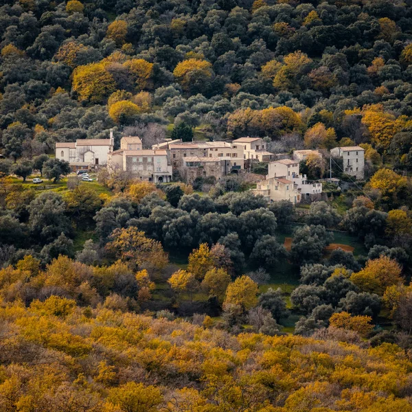 황금가 나무에 코르시카의 Balagne 지역에서 Poggiali의 — 스톡 사진