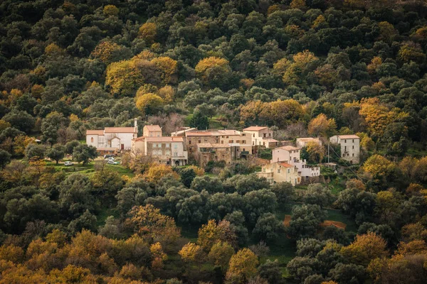 黄金の紅葉の木々 に囲まれたコルシカ島の遮へい Balagne 領域でポジアーリの古代山村 — ストック写真
