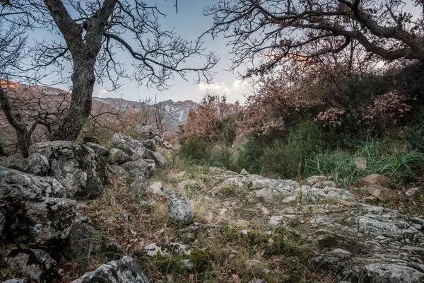 Traseu Stâncos Care Trece Între Copacii Dealurile Din Corsica Ducând — Fotografie, imagine de stoc
