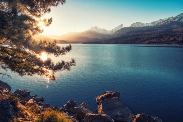 Late Afternoon Sunshine Filtering Pine Tree Banks Lake Calacuccia Corsica — Stock Photo, Image