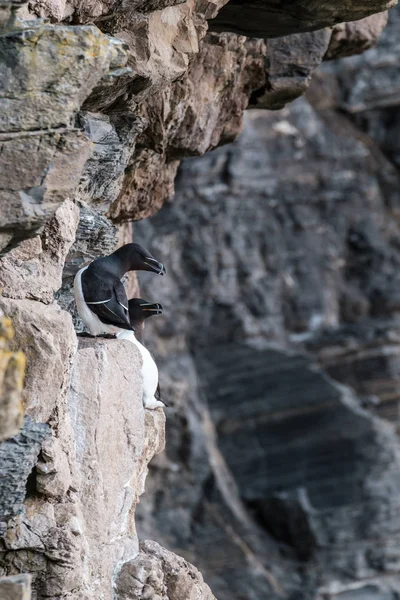 Two Razorbills on cliff at Whaligoe  in Scotland