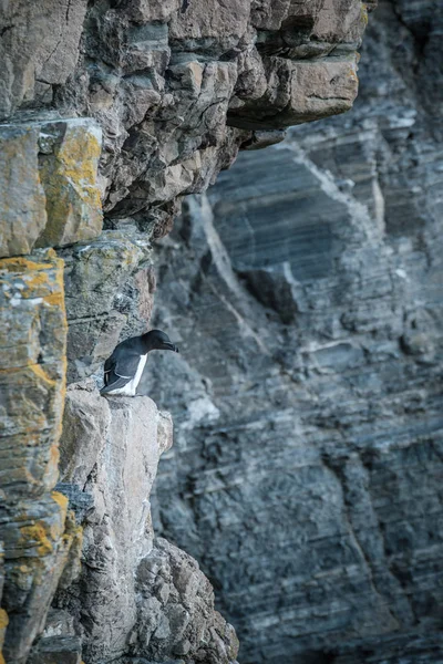 Razorbill na útesu Whaligoe ve Skotsku — Stock fotografie