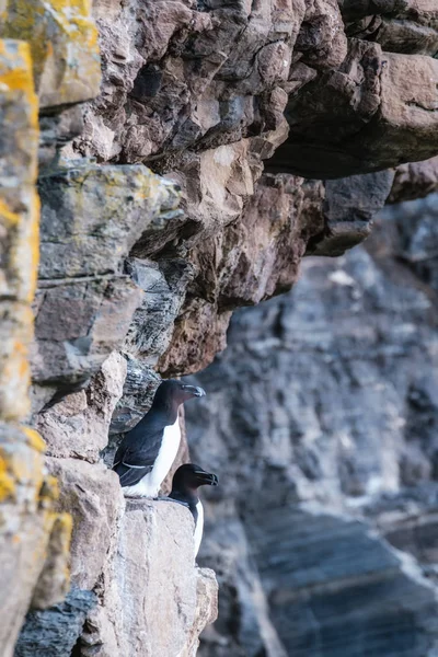 Dois Razorbills no penhasco em Whaligoe, na Escócia — Fotografia de Stock