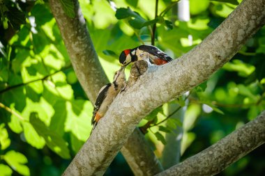 Korsika 'da incir ağacında bir çocuğu besleyen Büyük Benekli Ağaçkakan (Dendrocopos Major).