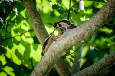 Korsika 'da incir ağacında bir çocuğu besleyen Büyük Benekli Ağaçkakan (Dendrocopos Major).
