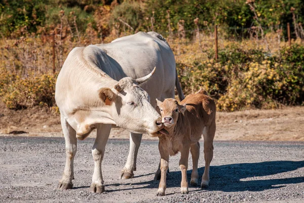 Une Grosse Vache Aux Cornes Léchant Son Jeune Veau Dans — Photo