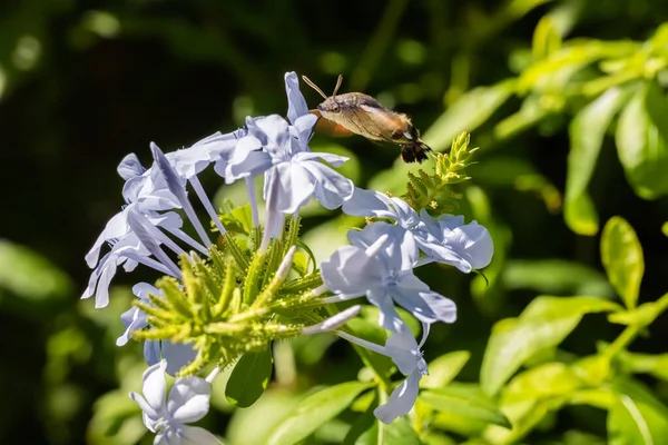 A Hummingbird Hawk-moth (Macroglossum stellatarum) drinking nectar from a blue Plumbagos flower